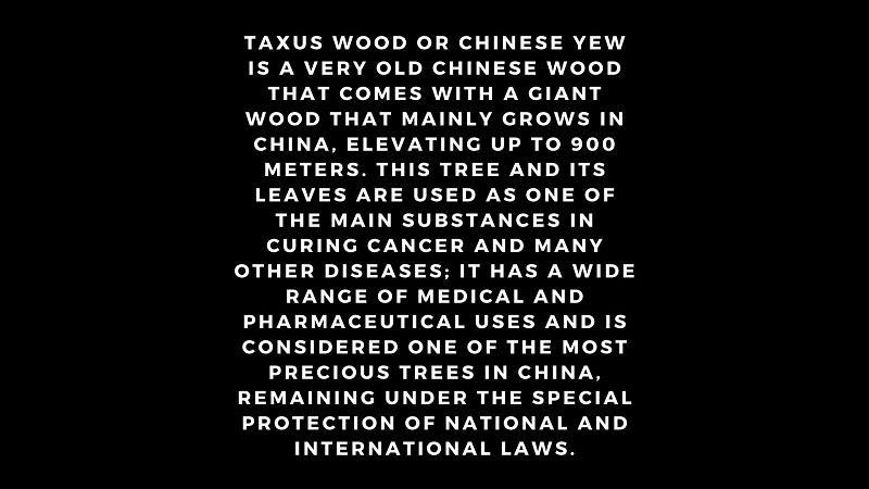 Taxus wood (Chinese yew) bracelet 